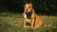High Court puts stay on new law that allows for charities' XL bullies to be put down or seized