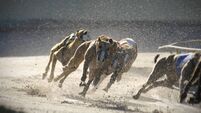greyhounds 4 of 7