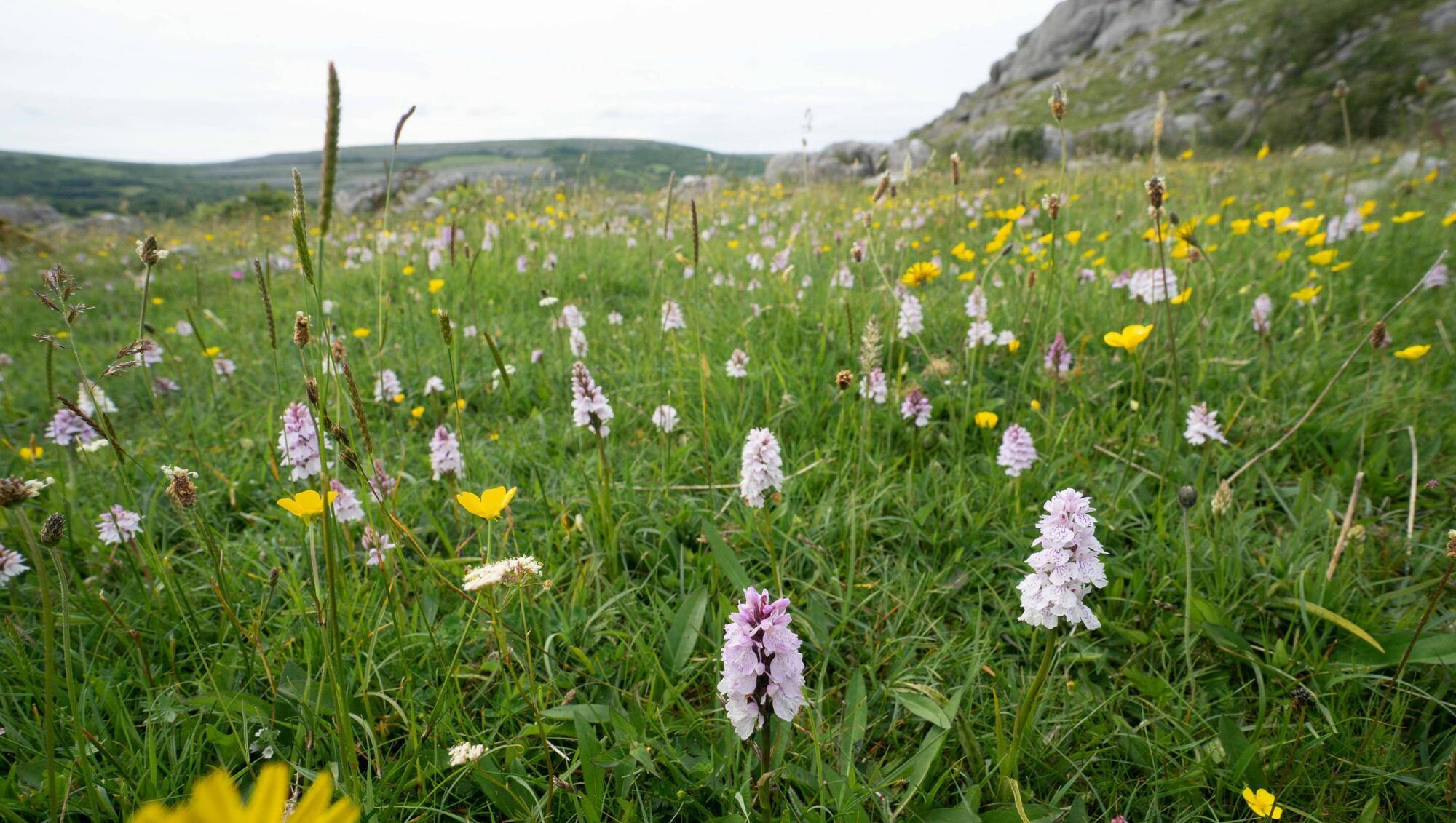 Ireland’s farmers committing millions of ACRES to improving biodiversity