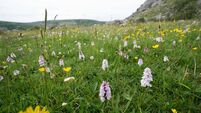 Ireland’s farmers committing millions of ACRES to improving biodiversity