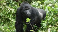 I had one of the most exhilarating experiences of my life in Uganda