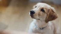 Labrador Puppy