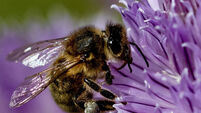 A selection of images chosen by the Irish Examiner picture desk