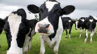 Herd of black and white cows in a pasture