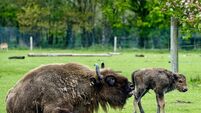 Watch: Baby boom at Fota Wildlife Park