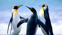 Tots to Teens: Penguins waddle into the limelight in new book