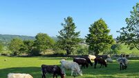 Recent hot weather saw an explosion in fly numbers 