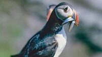 Anja Murray: Sprat overfishing threatening seabird populations