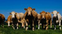 ICMSA slams factories over beef price quotes amid soaring live export demand