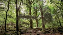Climate body calls for urgent Government action to 'actively encourage' tree-planting
