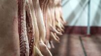 Meat industry. Fresh pork meat hanging in the butchery shop.