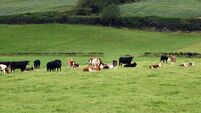 'Big battle ahead' on EU supports for farming, IFA warns