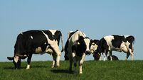 Irish Examiner view: CAP remains key to the entire rural economy