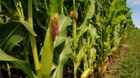Iowa Corn Field