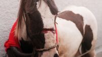Silence is allowing animal cruelty to thrive in our towns and cities
