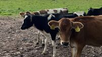 Be alert to the effects of lungworm in Ireland's moist climate