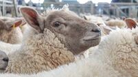 Fluffy Woolly Sheep