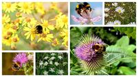 Anja Murray: Don't reject the generosity of wild self-sown flowering plants 