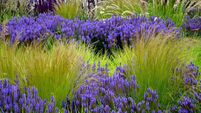 stipa tenuissima beautiful grass that comes from America, specifically New Mexico. Ponytails is a compact, lower variety of this