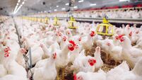 Indoors chicken farm, chicken feeding, farm for growing broiler chickens