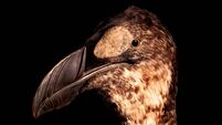 Richard Collins: A joy to learn about extinct and 'resurrected' creatures