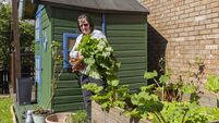 Woman Holding Freshly Picked Rhubarb While Standing Beside Wooden Garden Planter