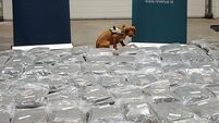 Man arrested after cannabis worth €2.1m seized in Cork