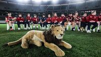BIL the Lion 26/7/2025