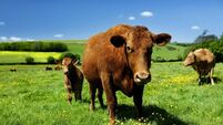 cows
