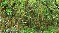Nature is worryingly absent from the National Development Plan review