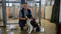 'He didn’t want to pay the money for a dog licence so he threatened me with a sledgehammer'