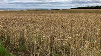 56ac South Limerick farm seeking €7,500/ac at auction