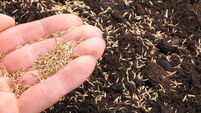 hand sowing seed