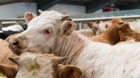 Cattle Market