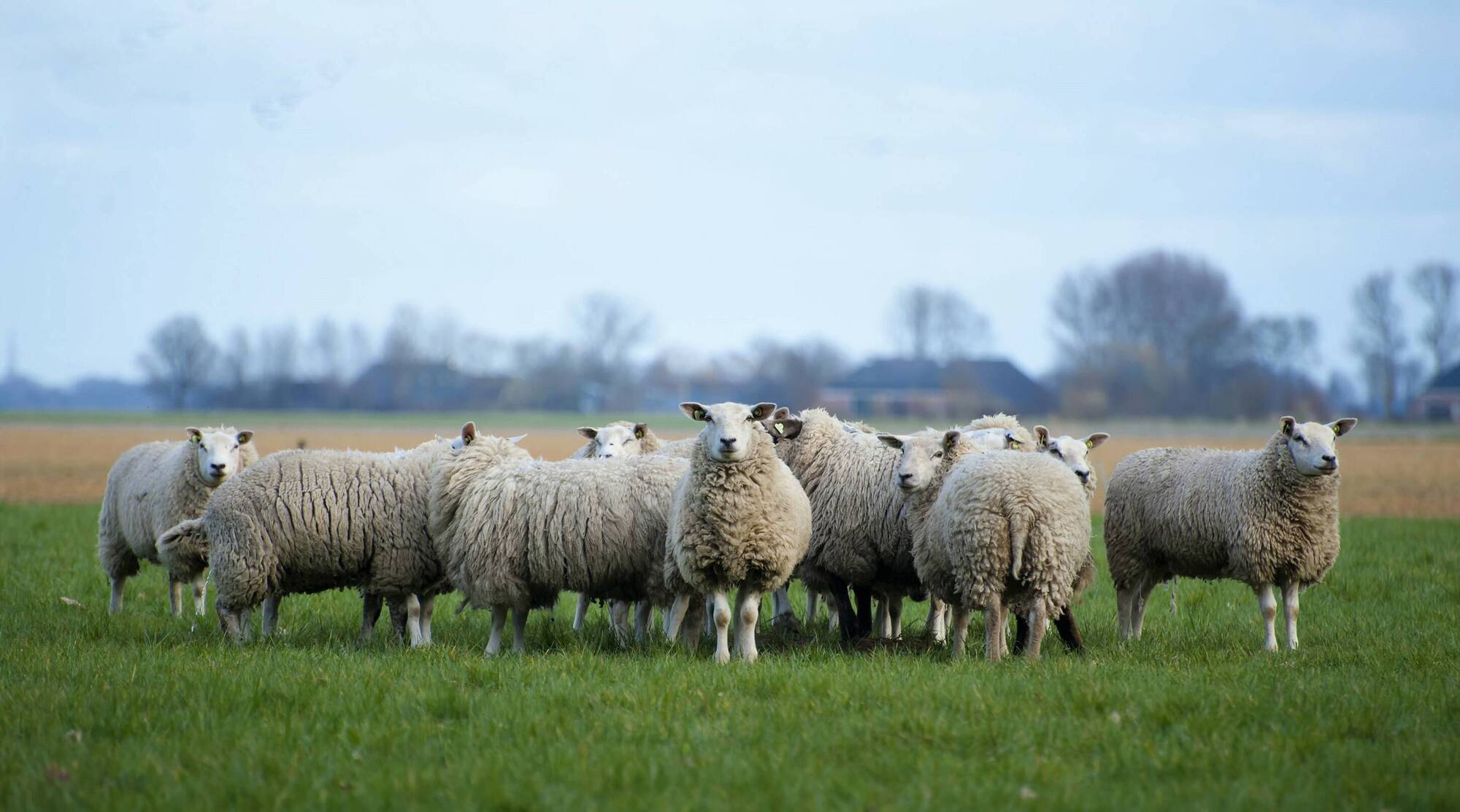 Sheep price cuts make no sense with the supply collapsing, says ICSA