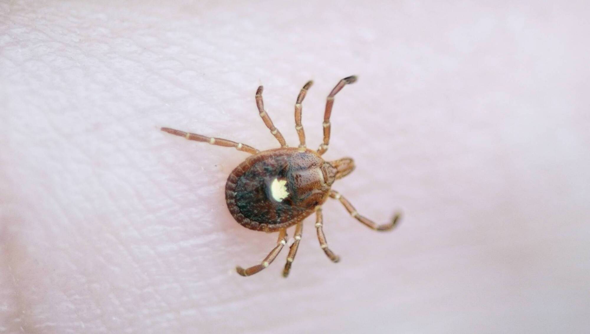 More Americans becoming allergic to red meat due to tick bites