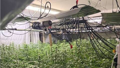 Cannabis plants worth more than €750,000 seized in Co Louth