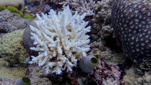Minor bleaching in a Acropora colony at Lagoon Reef at the northern Great Barrier Reef in far North Queensland, Australia (Australian Institute of Marine Science via AP)