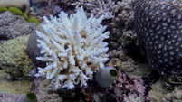 Australia Great Barrier Reef